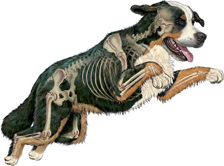 Anatomie et soins du Bouvier Bernois