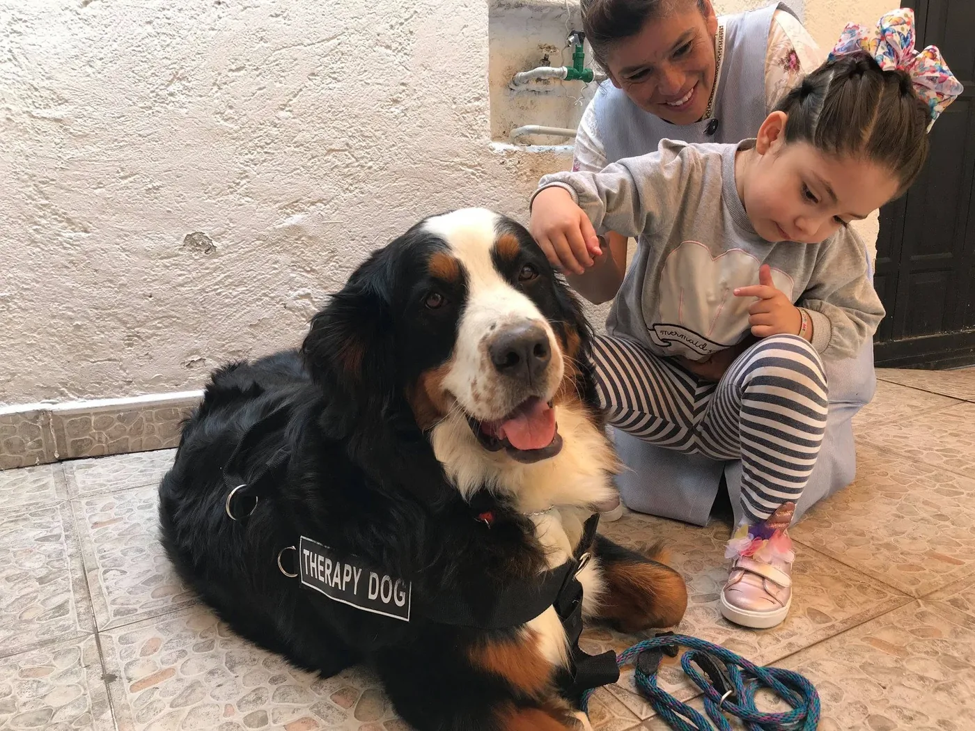 Élevage et vie de famille avec le Bouvier Bernois chez Grancos