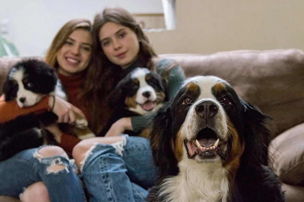 Famille avec des Bouviers Bernois Grancos