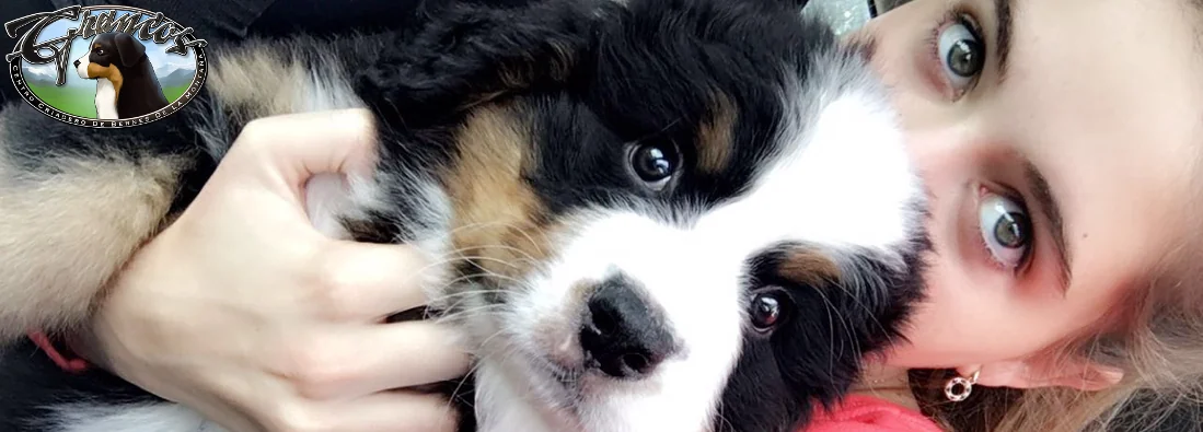 Chiot Bouvier Bernois Grancos en famille
