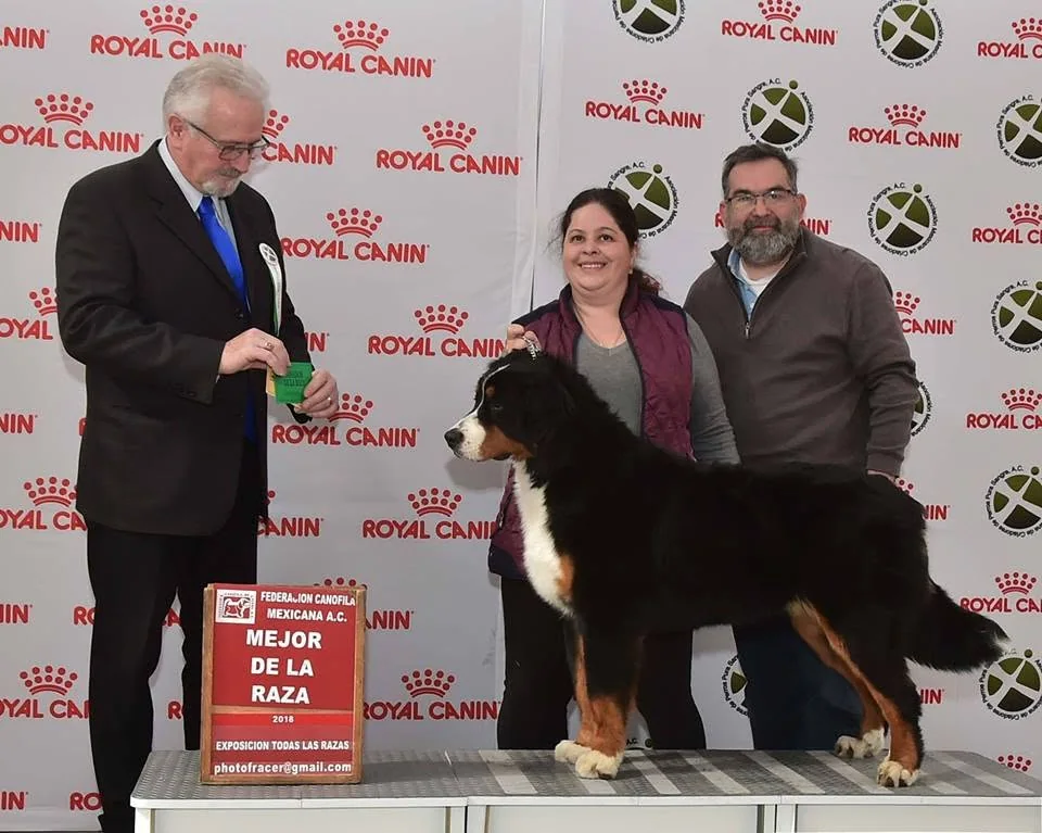 Osla Polski Urok Canis Admirabilis